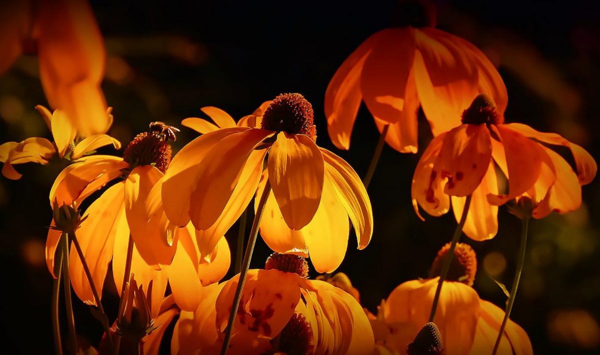 Quelques conseils pour bien aménager un salon de jardin