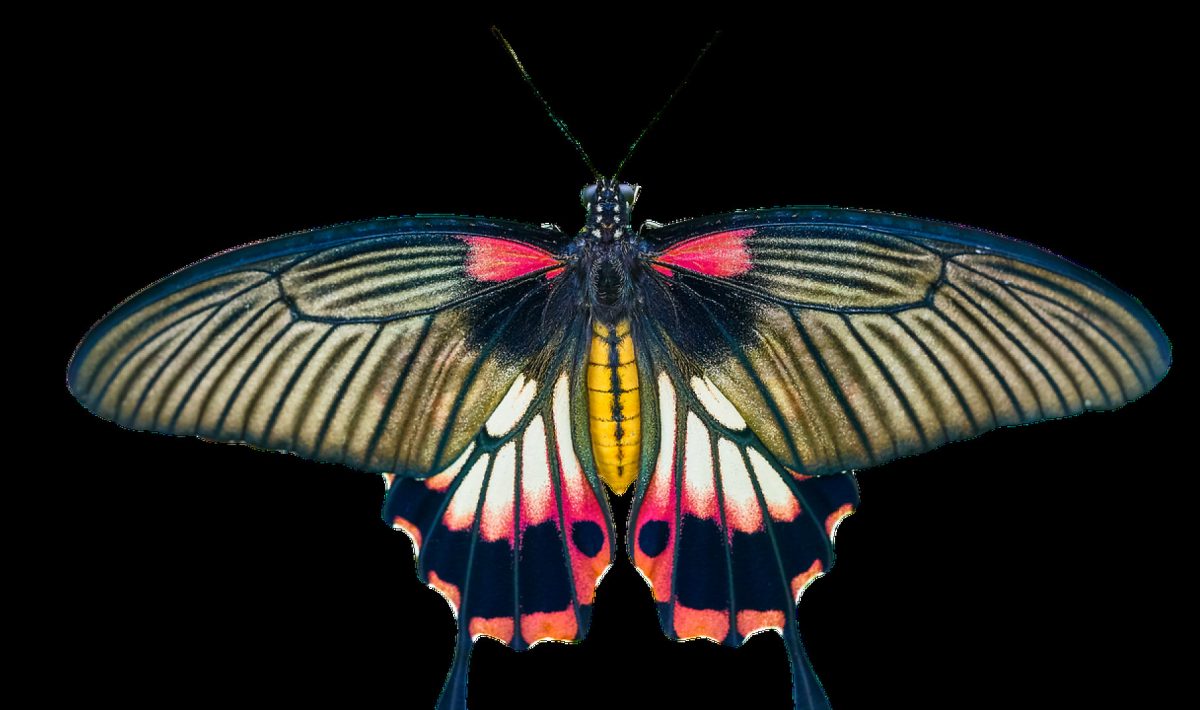 Les papillons : une tendance en décoration d'intérieur !