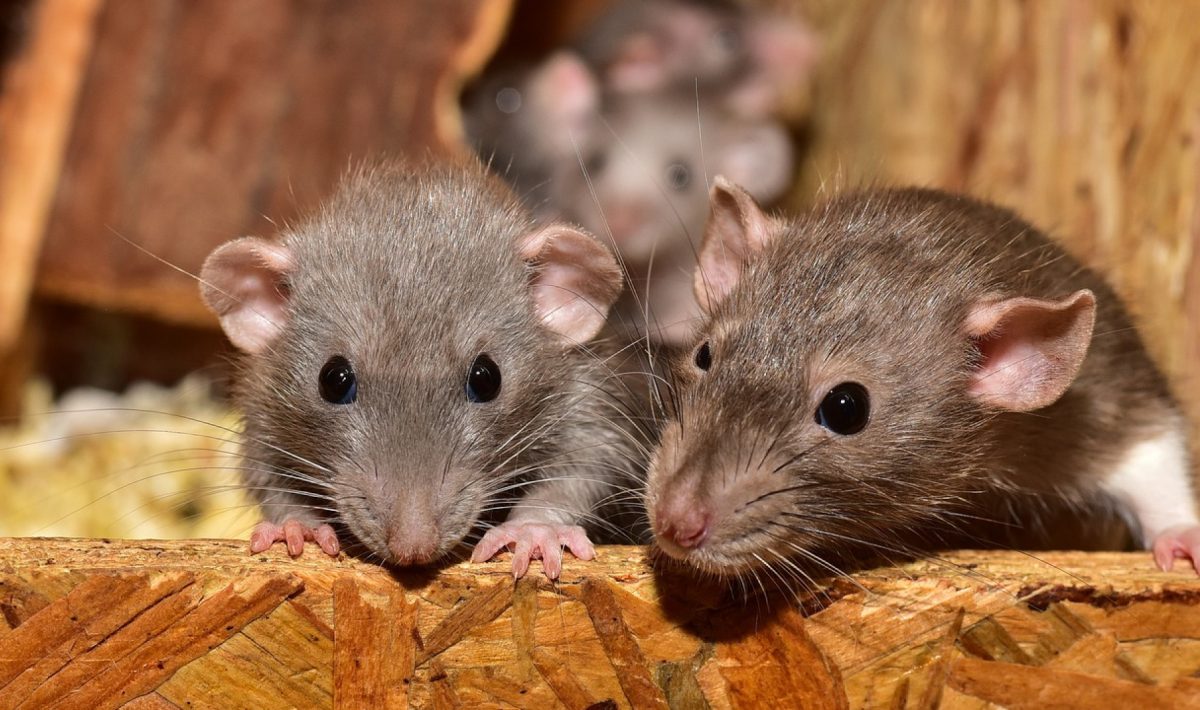 Dératisation : comment faire disparaître les rats de votre maison ?