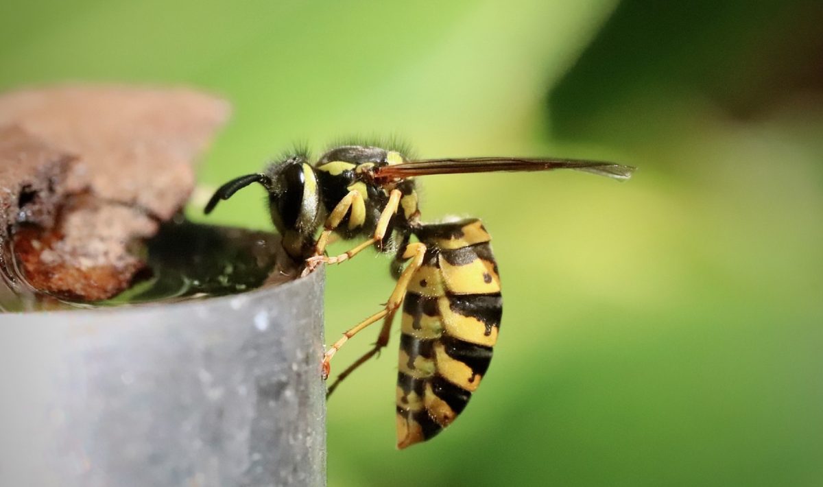 Les nids de guêpes : un danger à l'approche du printemps